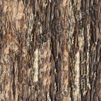Photo High Resolution Seamless Tree Bark Texture 0003